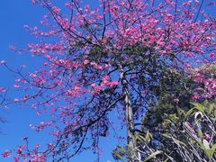 -广东花都香草世界旅游度假区