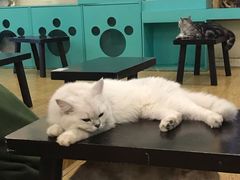 -萌喵咖啡屋(人民东路4号口M16商铺店)