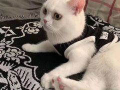 -瑞鹏宠物医院·猫科·宠保定点(梅溪湖分院)