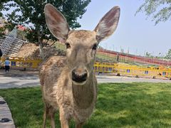 -北京鹿世界主题园
