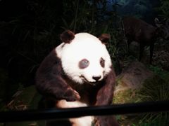 -四川大学博物馆