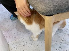 -喵园·猫主题咖啡厅·撸猫·猫咖(国贸店)