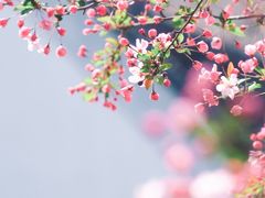 -莫愁湖公园