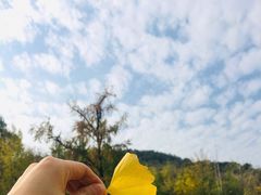 -千年银杏谷文化旅游区