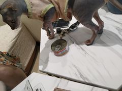 -藏猫猫咖啡主题馆(中央大道店)