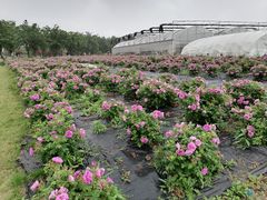 -鹅湖玫瑰文化园