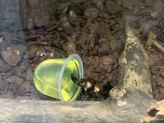 -上海大自然野生昆虫馆(东方明珠·爬宠昆虫探索中心)