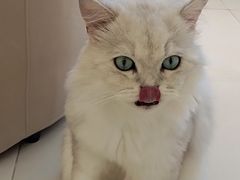 -怪兽屋·羊驼·猫咖·狗咖(俊华广场店)