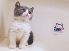 -十年猫舍·猫咪专门店(普陀店)