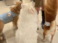 -共舞时光猫咖·狗咖(新街口店)