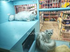 -FAELING PETS美天灵宠物(合生汇店)