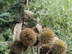 -上海佘山国家森林公园天马山园