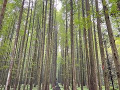 -武陵山森林公园