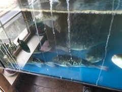 -天正河鲀·河豚亭(大连店)