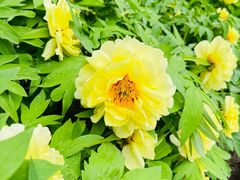 -莲花池公园