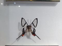 -上海昆虫博物馆