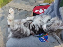 -momokira米努特·德文卷毛猫·棉花面纱犬