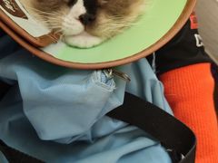-瑞派天宁宠物医院·猫科·异宠中心