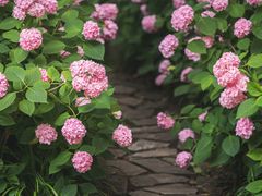 -上海滨江森林公园