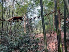 景点-成都大熊猫繁育研究基地