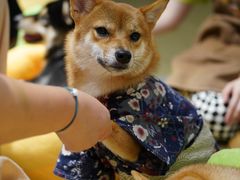 -逗柴咖啡屋·狗咖猫咖宠物桌游