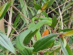 -海南热带雨林国家公园吊罗山景区