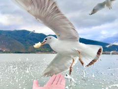 -海埂大坝