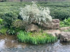 -中国茶叶博物馆(双峰馆区)