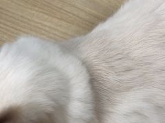 -中农大我爱我爱动物医院·核磁CT·猫病·24小时夜诊中心(石佛营店)