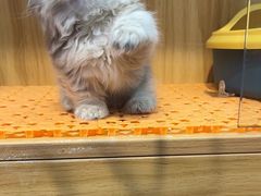 -欣宠猫屋·矮脚拿破仑·蓝金金渐层