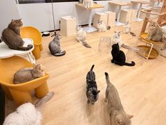 -有喵·猫咖·狗咖·40+猫狗有小奶狗(岗厦店)