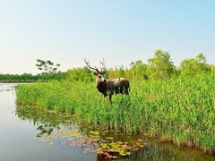 -溱湖国家湿地公园