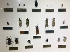 -上海昆虫博物馆