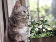 -海边的猫和咖啡馆