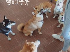 -柴犬高等学院·狗咖·柴犬售卖·宠物训练