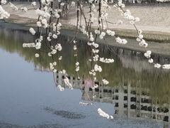 -桃花堤公园