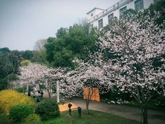 -武汉大学-樱园