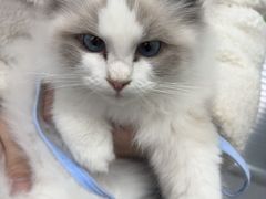 -心仪动物医院·牙专科·肿瘤·心脏科(西客站院)