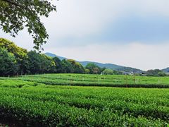 -中国茶叶博物馆(双峰馆区)