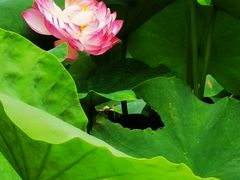 -陈家山荷花公园