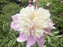 -黑龙江省森林植物园
