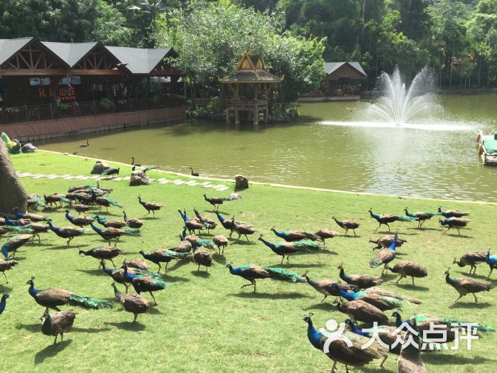 西雙版納原始森林公園景點圖片 - 第9張