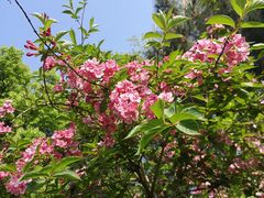 -铁山坪森林公园