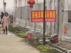 -喜杨洋草莓采摘园