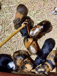 点击看大图 -Zoolung Zoolung动物主题公园(海信广场店)