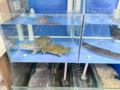 -彭城味道.地道徐州味(怡海花园店)