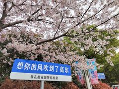 -高东镇樱花园