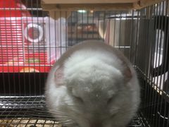 -钓仓鼠(洋桥北里小区店)