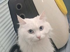 -瑞派·关忠动物医院·猫专科·犬专科(三环新城店)
