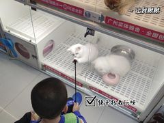 -lincat·猫舍(广州店)